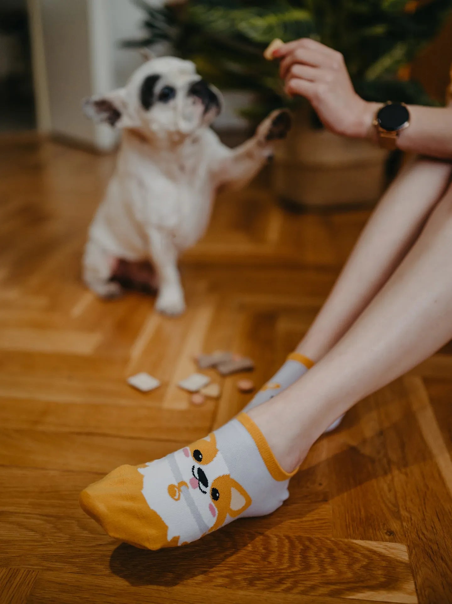 sneaker-socks-corgi-dog-57/57bda17cfb38800e9b8b223573ad72f45f59338a