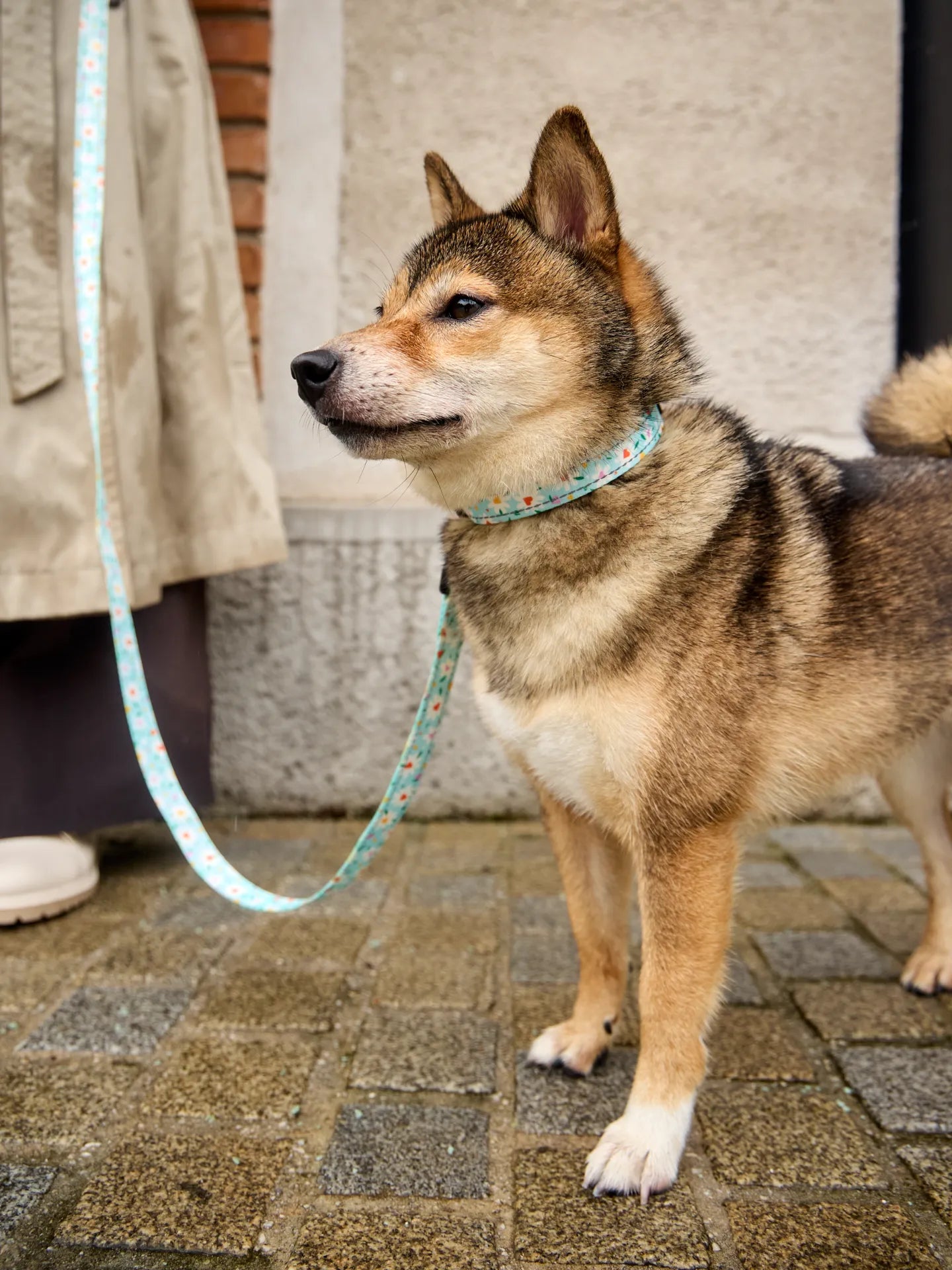 dog-collar-hearts-daisies-7d/7dd1fc943ddf3d09518be41954d5ee9e9af54362